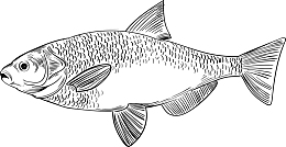 世界海洋日素描小鱼