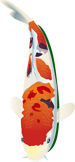 卡通矢量锦鲤png图