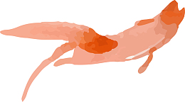 红色矢量锦鲤png图