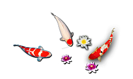 三条鲤鱼莲花