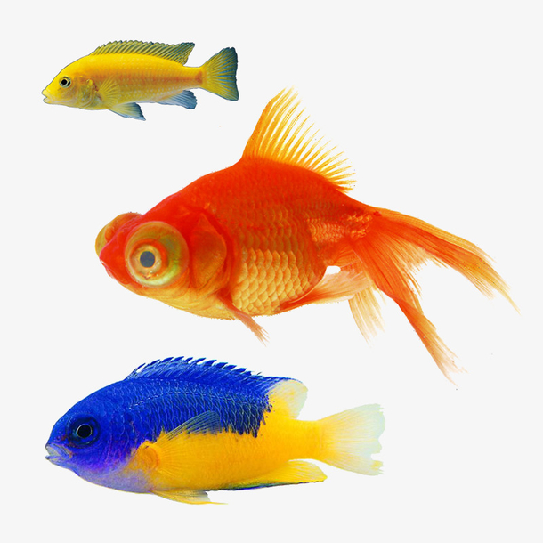 三条彩色的小鱼