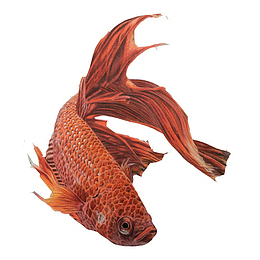 金鱼油画素材图片