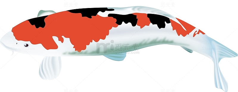 海洋动物鲤鱼素材图