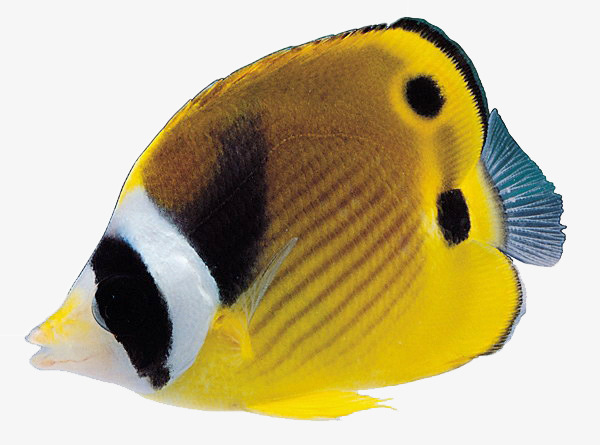 关键词 : 海洋,鱼类,鱼[声明] 觅元素所有素材为用户免费分享产生,若