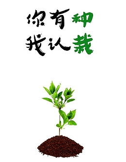 黑色泥土上的小树苗