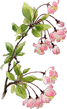 美丽樱花水墨画