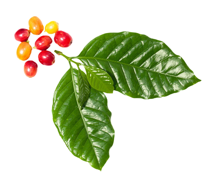绿色叶子和成熟咖啡果实物