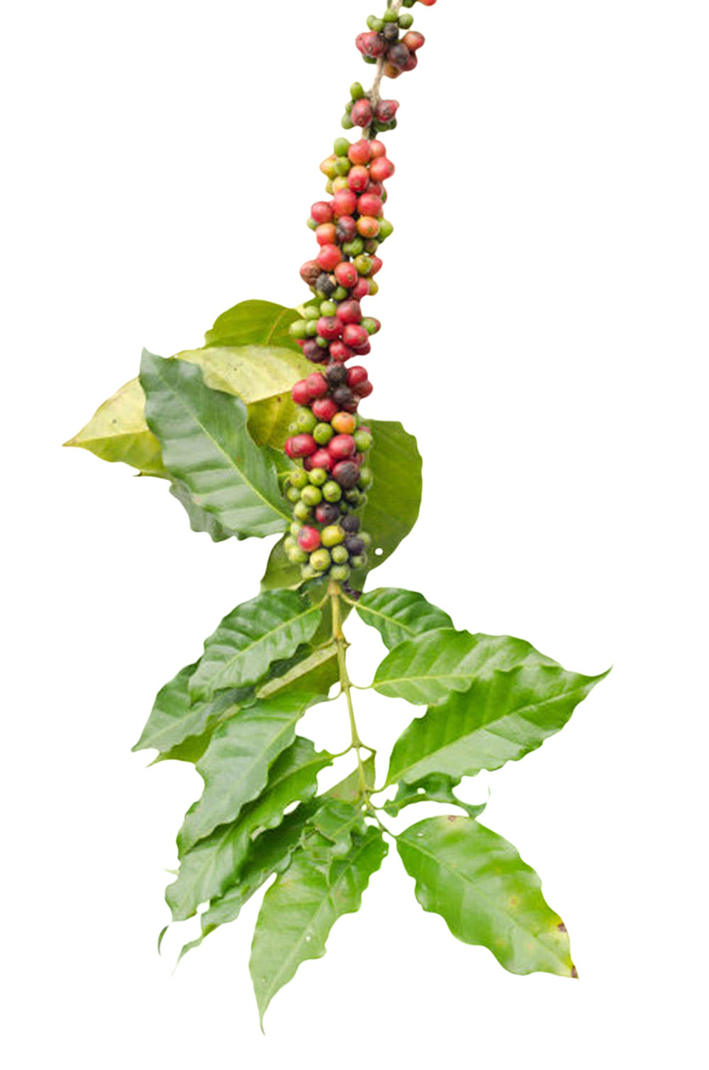 红绿色一串咖啡果实物