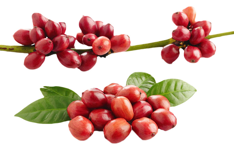 红色成熟光滑的咖啡果实物