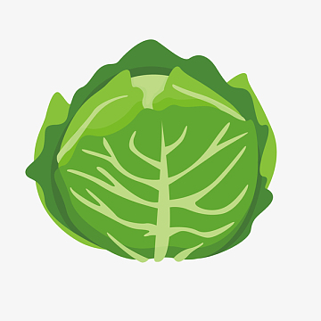 手绘卷心菜