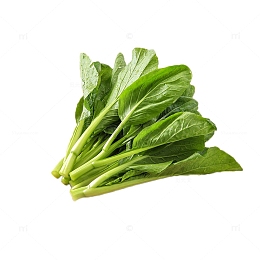 一把新鲜绿色广东菜心蔬菜食材免