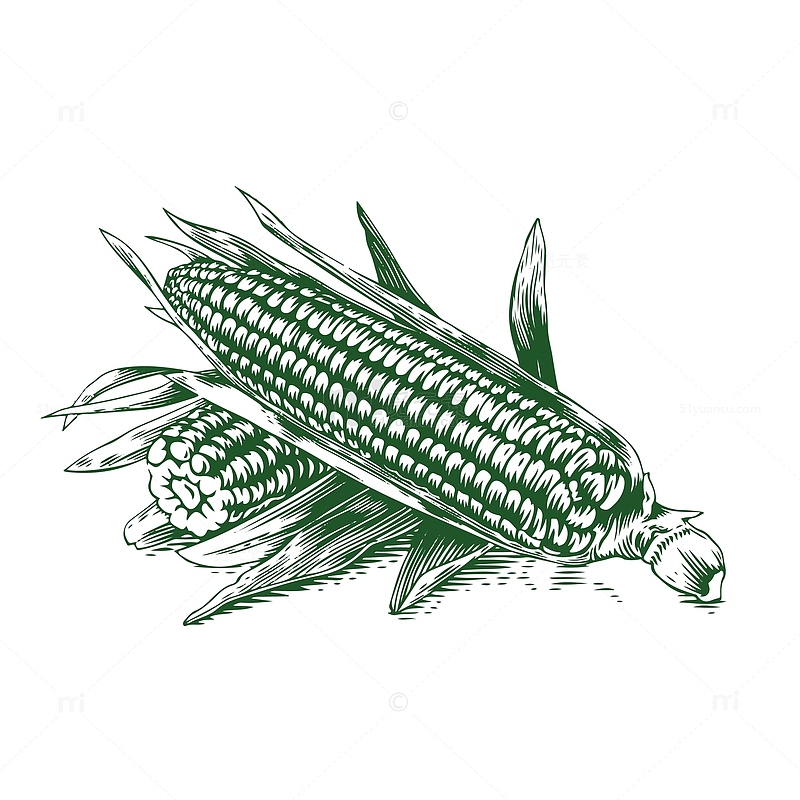玉米手绘装饰素材图案