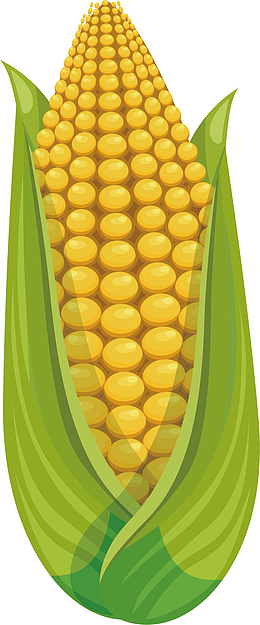 饱满的玉米
