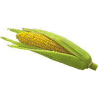 蔬菜