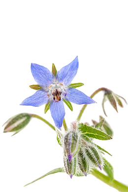 蓝色草本植物整颗带叶子琉璃苣实