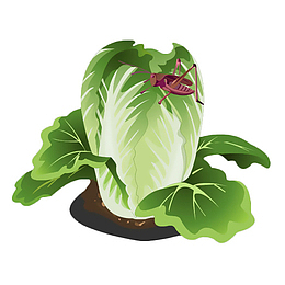 卡通地里的大白菜和蝗虫