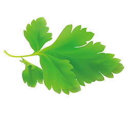 矢量蔬菜香菜