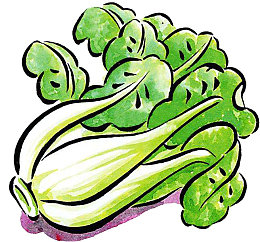彩色手绘蔬菜上海青