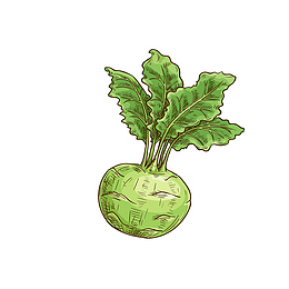 大头菜图片免抠下载