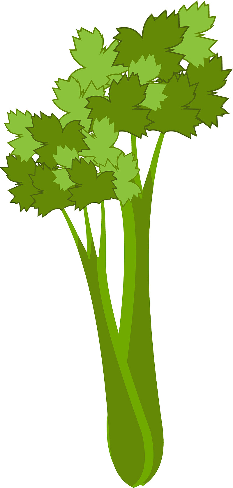 手绘精细的卡通矢量芹菜