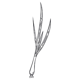 线描小葱