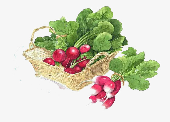 手绘蔬菜素材