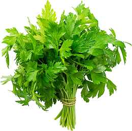 一捆香菜