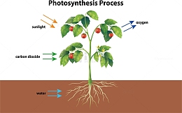 生物课植物的光合作用