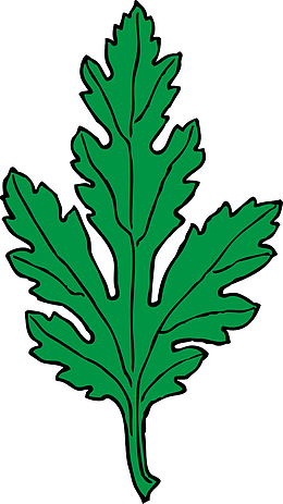 卡通绿色蔬菜荠菜