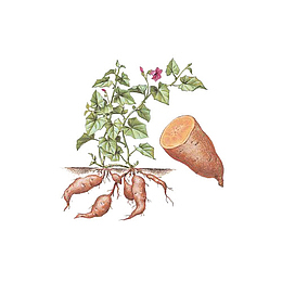 卡通手绘红薯蔬菜插图免抠