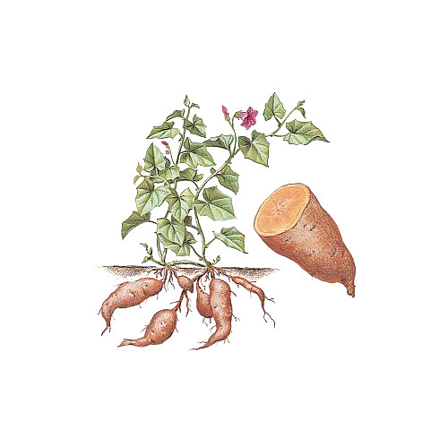 卡通手绘红薯蔬菜插图免抠
