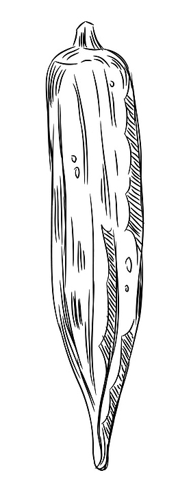 手绘蔬菜素描秋葵素描黄瓜素描免