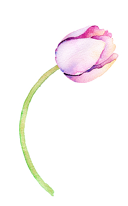 高清免抠手绘水彩花卉素材