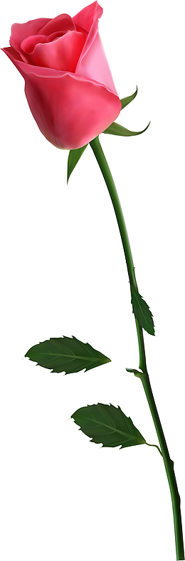 春暖花开红色玫瑰花