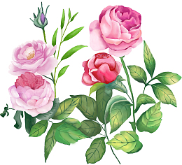 手绘装饰玫瑰花素材