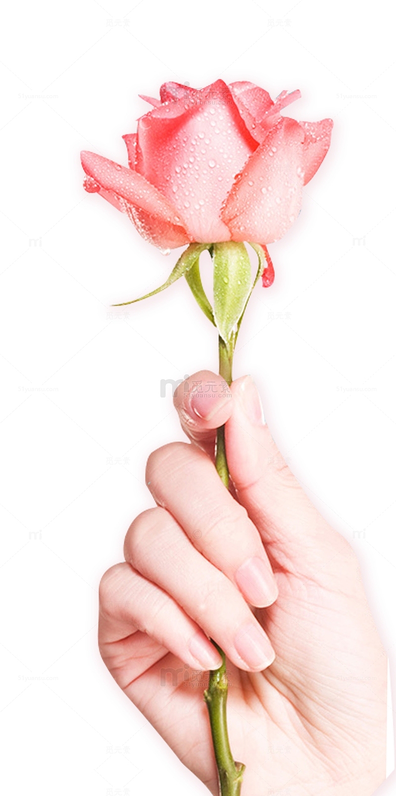 三八妇女节装饰插图手握玫瑰花