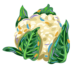 白色菜花手绘菜花手绘彩色马克笔