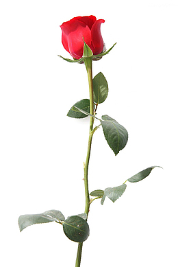 一只玫瑰花