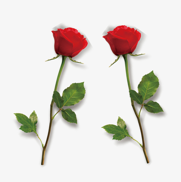 免抠两束玫瑰花绿色叶子