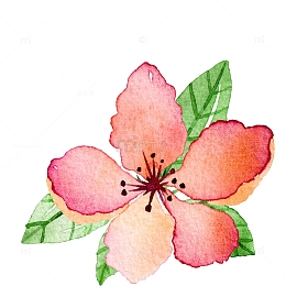 高清免抠手绘水彩花卉素材
