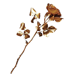 金色玫瑰花