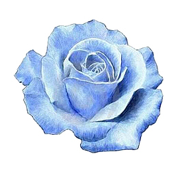 蓝色的玫瑰花