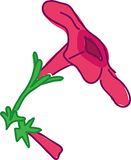 红花绿叶矢量红花草本