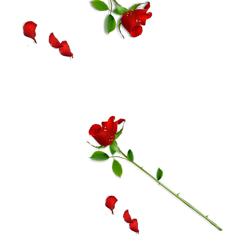 红色玫瑰花花瓣装饰图案