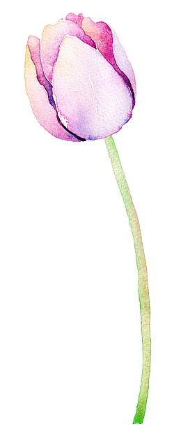 高清免抠手绘水彩花蕾素材
