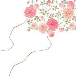 春暖花开粉色玫瑰花