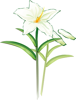 百合花蕾百合花蕊