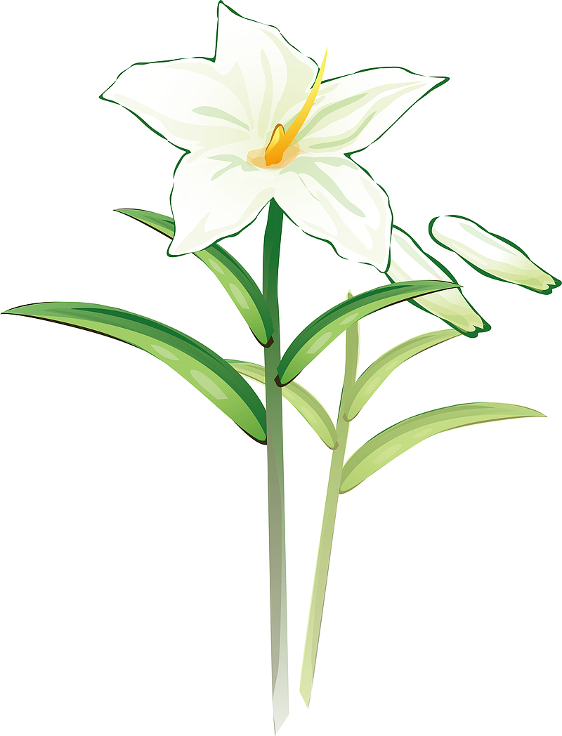 百合花蕾百合花蕊