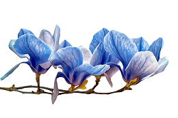 蓝色带香味分支上纹理清晰的玉兰