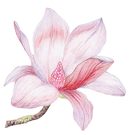 白色带香味粉红色纹理的玉兰花瓣